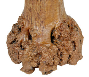 Scandinavian Circular Occasional Table with Burr Root Base — thumbnail 8