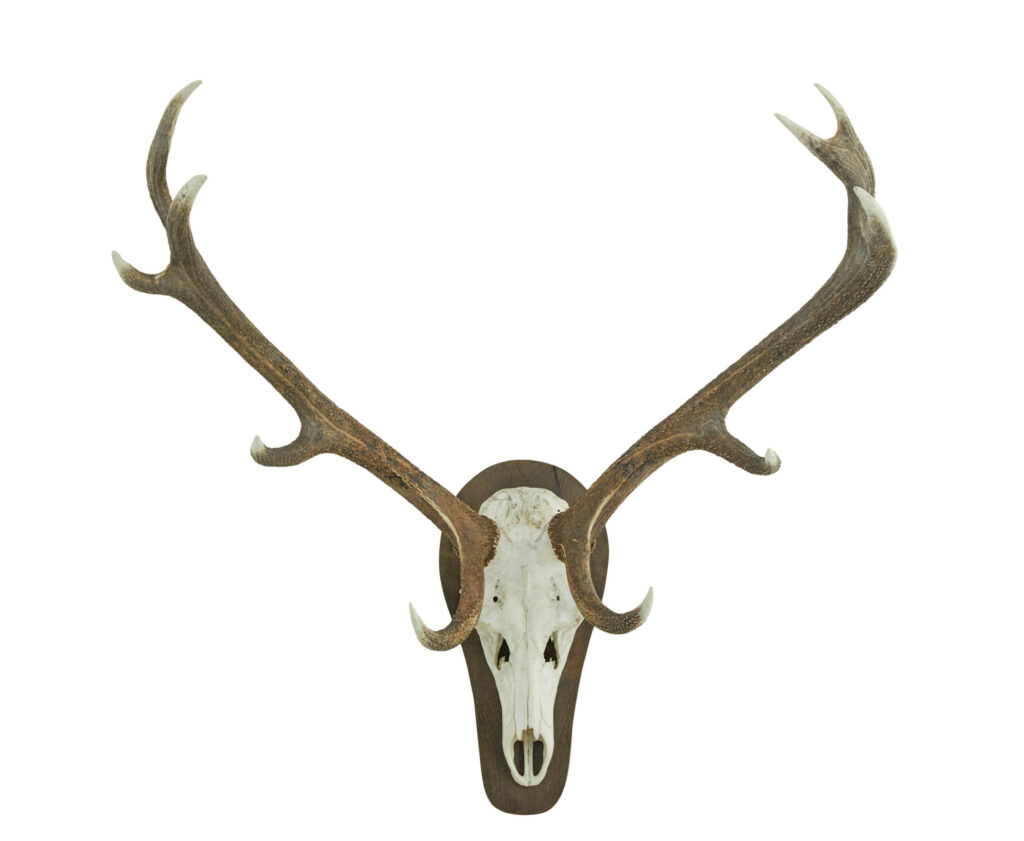 Decorative Pair of Wall Mount Antlers