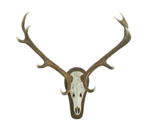 DECORATIVE PAIR OF WALL MOUNT ANTLERS