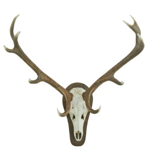 DECORATIVE PAIR OF WALL MOUNT ANTLERS