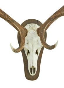 Decorative Pair of Wall Mount Antlers — thumbnail 6