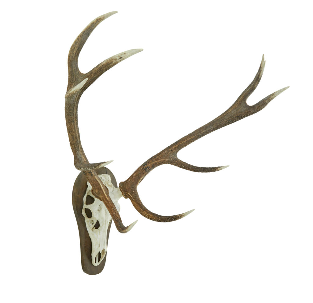 Decorative Pair of Wall Mount Antlers — image 5