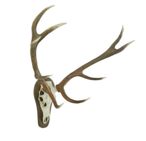 Decorative Pair of Wall Mount Antlers — thumbnail 5