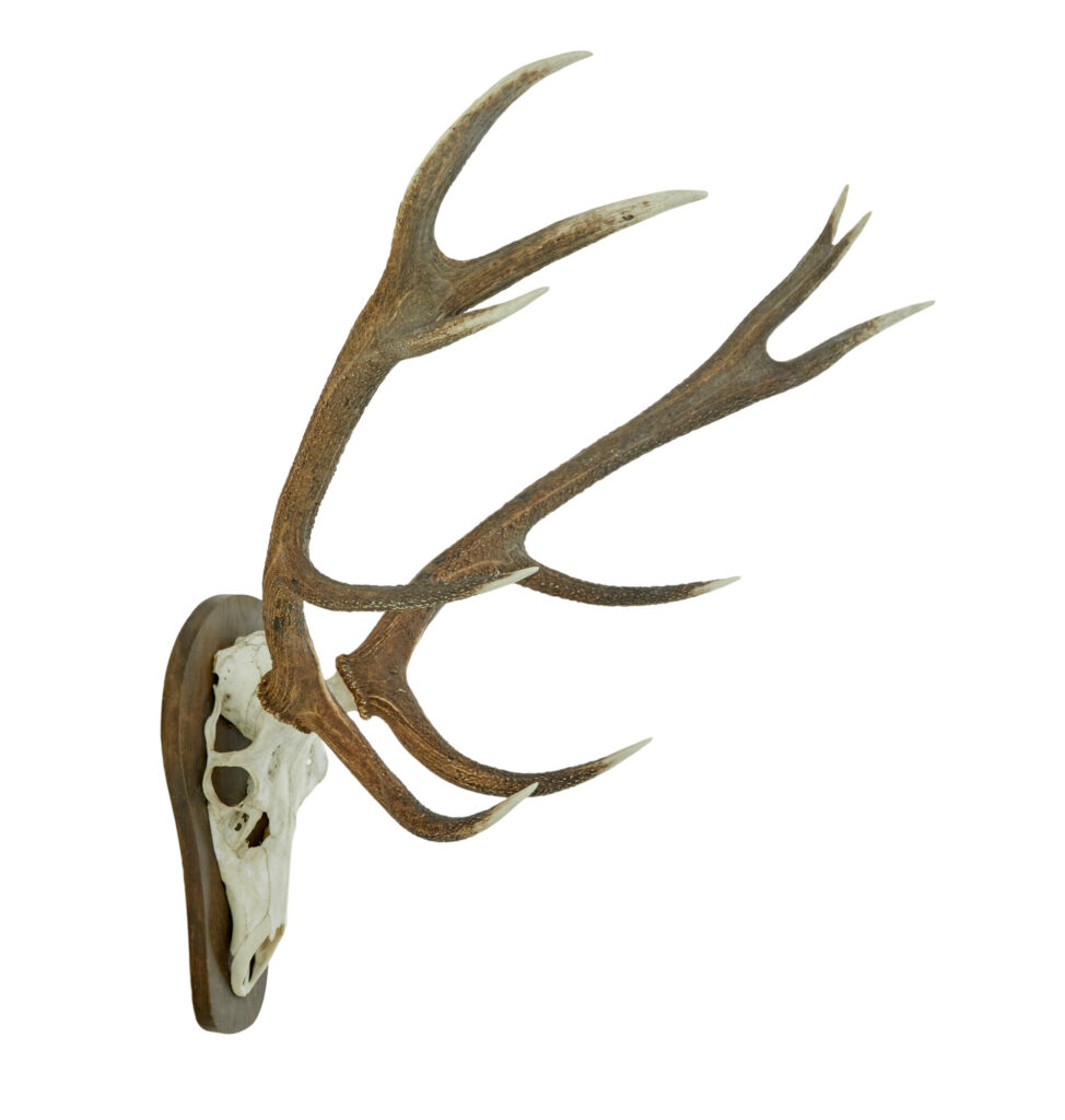Decorative Pair of Wall Mount Antlers — image 4