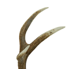 Decorative Pair of Wall Mount Antlers — thumbnail 3